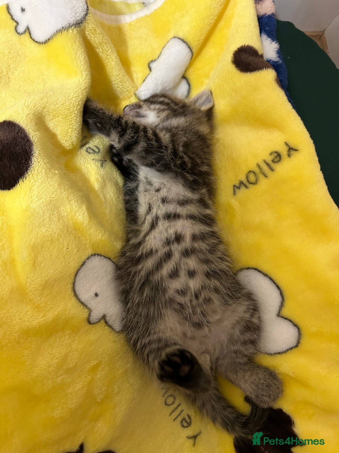 Mixed Breed cats for sale: Kittens lovely kittens  - Advert 15