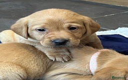 Labrador Retriever dogs for sale: Kennel Club Fox Red Labrador Puppies Health Tested - Advert 9