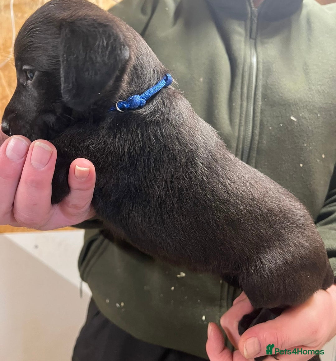 Mixed Breed dogs for sale: F1 Beddy whippets  - Advert 22