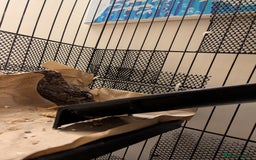 Quail poultry for sale: 7 Chinese Painted Quails (Button Quails) FREE - Image 3