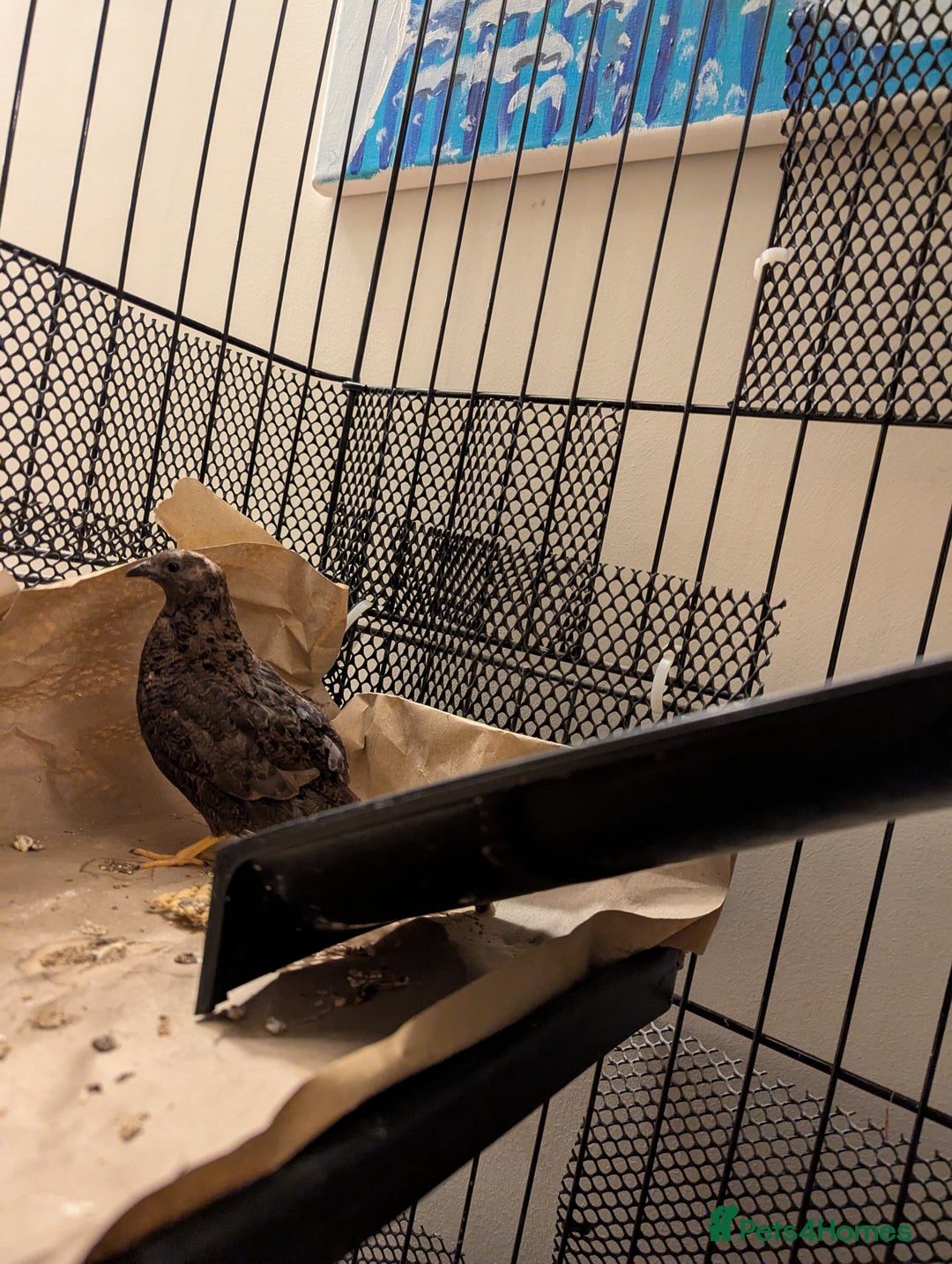 Quail poultry for sale: 7 Chinese Painted Quails (Button Quails) FREE - Image 3