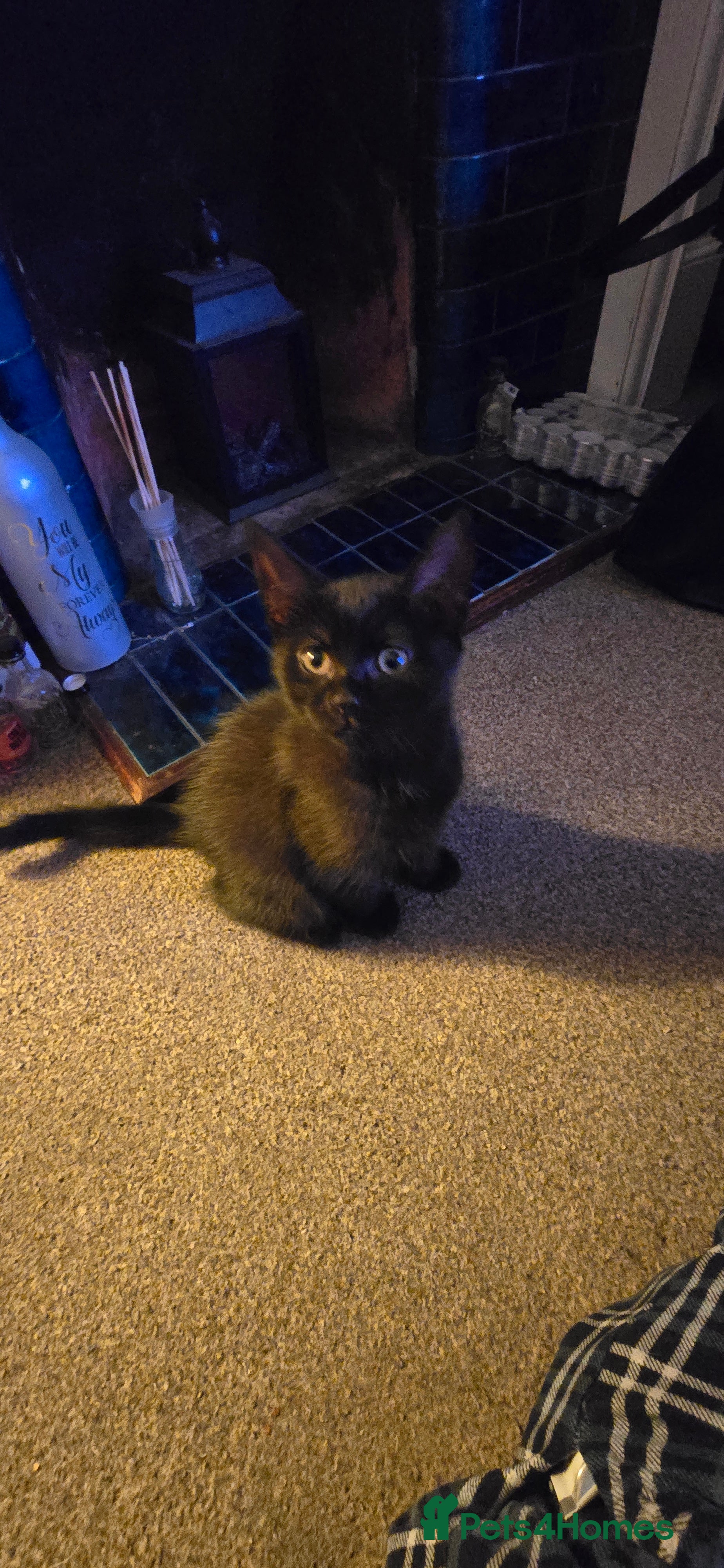 British Longhair cats Gorgeous black female kitten  - Advert 4