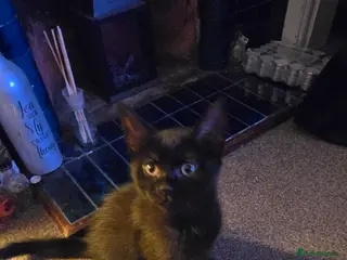 British Longhair cats Gorgeous black female kitten - Advert 1