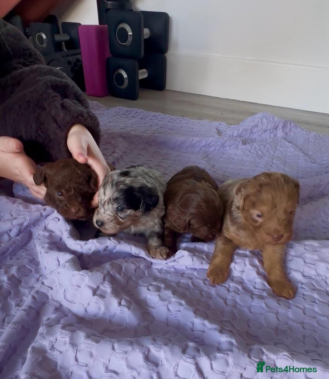 Yorkiepoo dogs for sale:  We go We - Advert 7