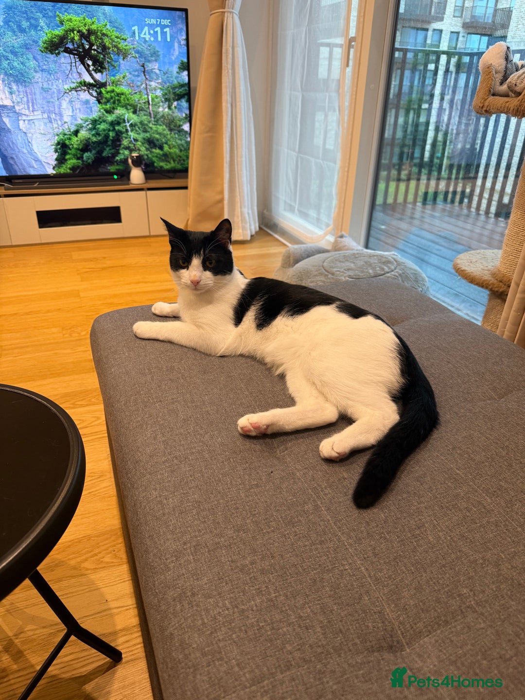 Domestic Shorthair cats for sale: Lovely Tuxedo Cat - Advert 2