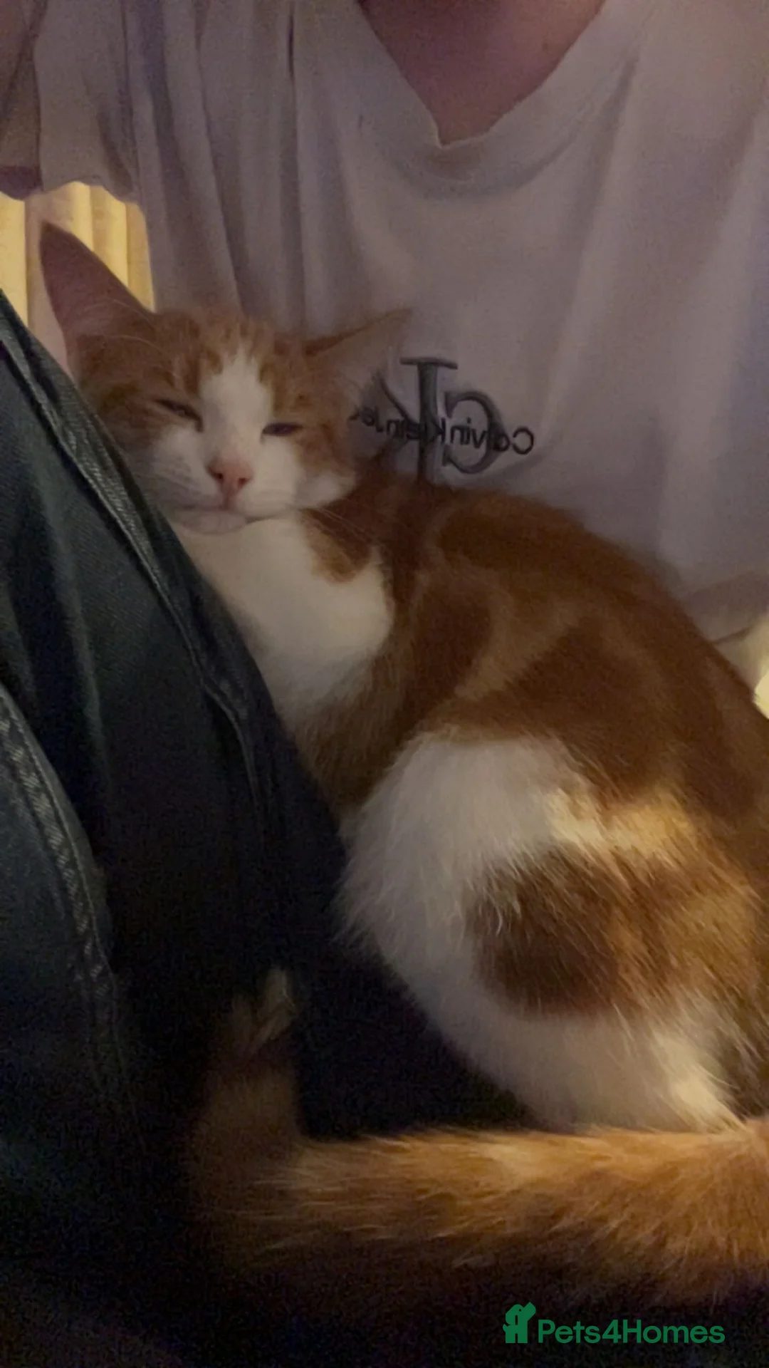 Mixed Breed cats for sale: 6 Month Old Kitten For Sale - Advert 2