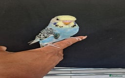 Budgerigars birds for sale: Silly hand tamed baby budgies for sale  - Image 3