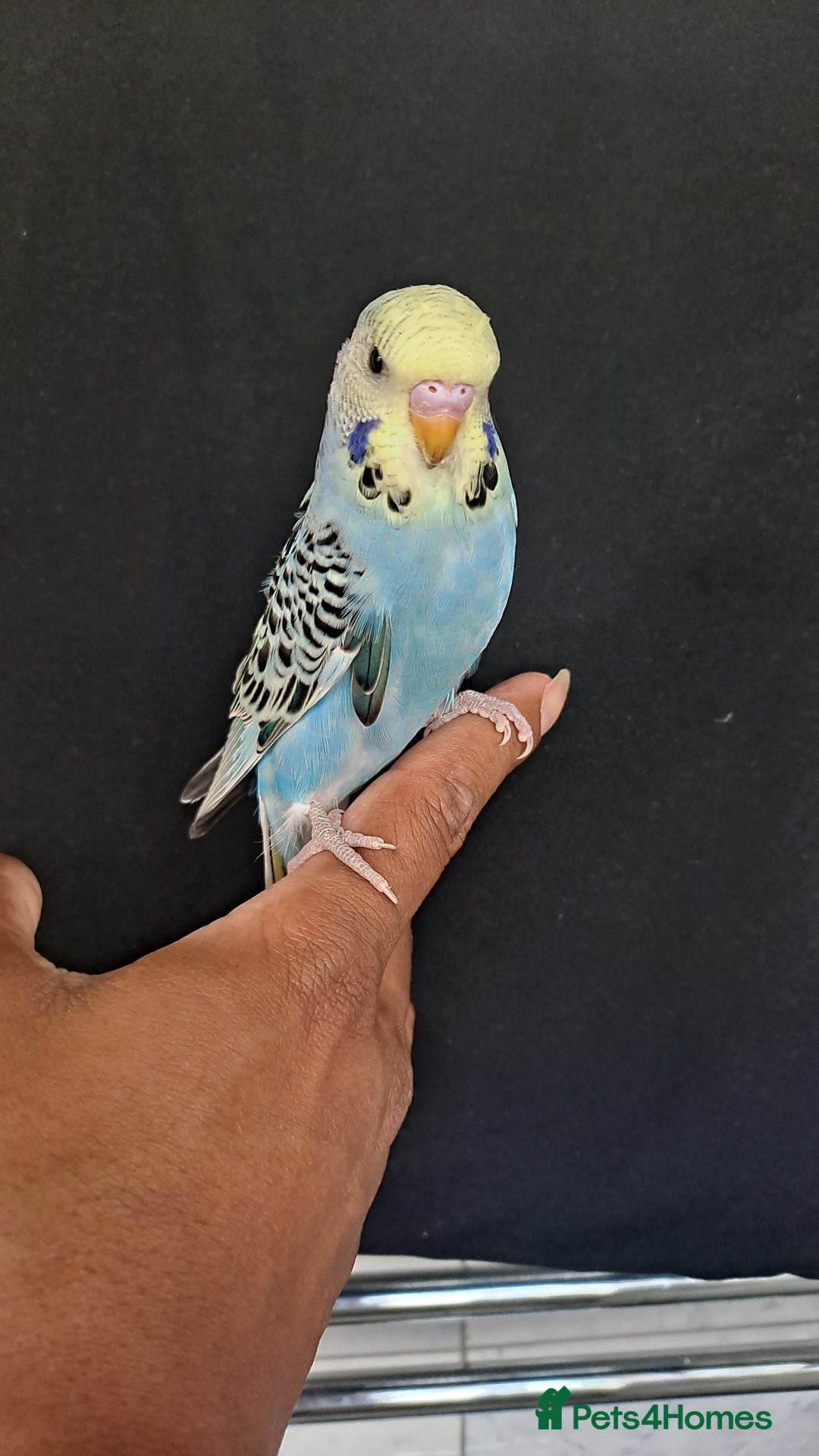 Budgerigars birds for sale: Silly hand tamed baby budgies for sale  - Image 3