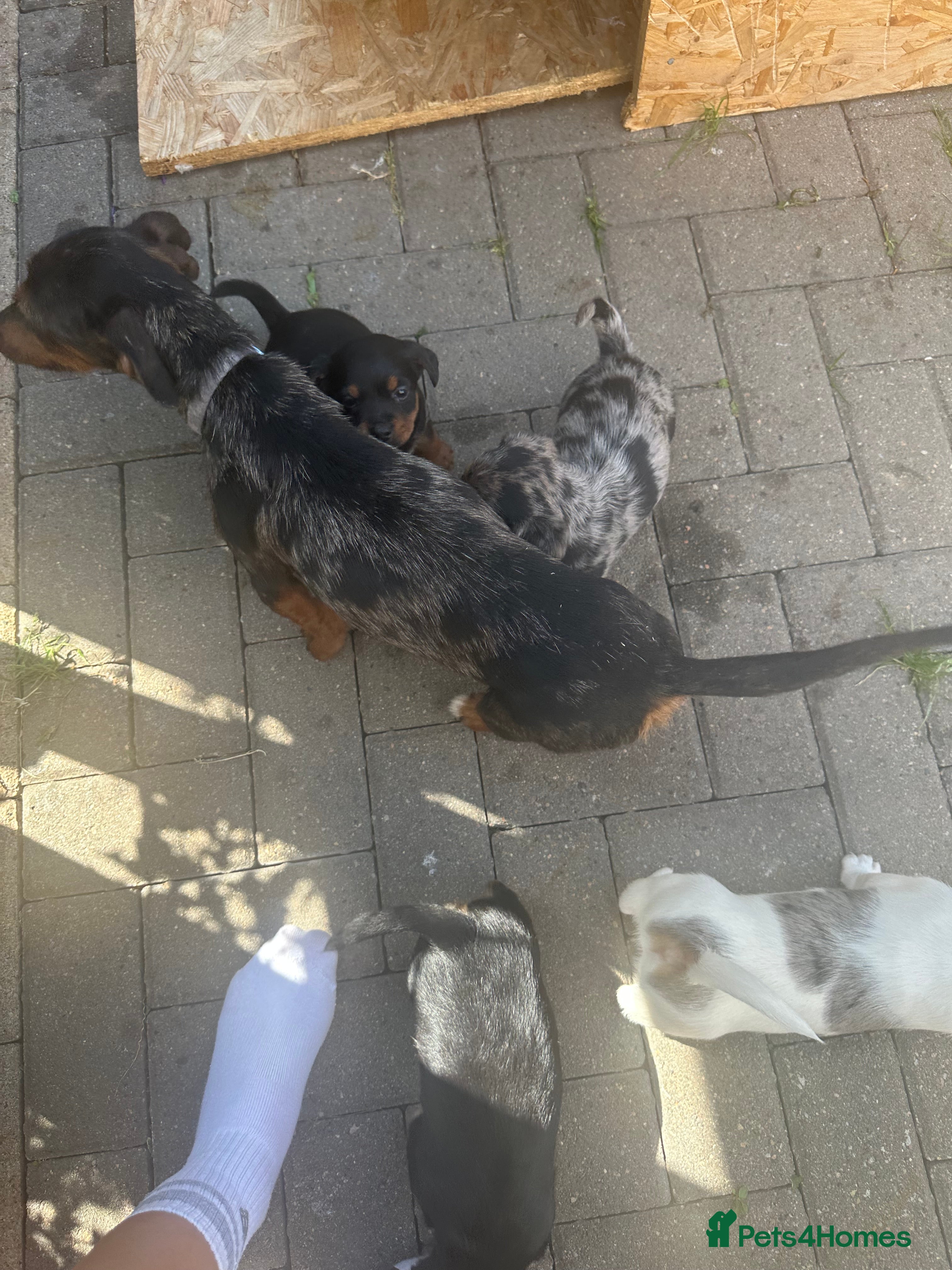 Mixed Breed dogs Dachshund puppies  - Advert 9