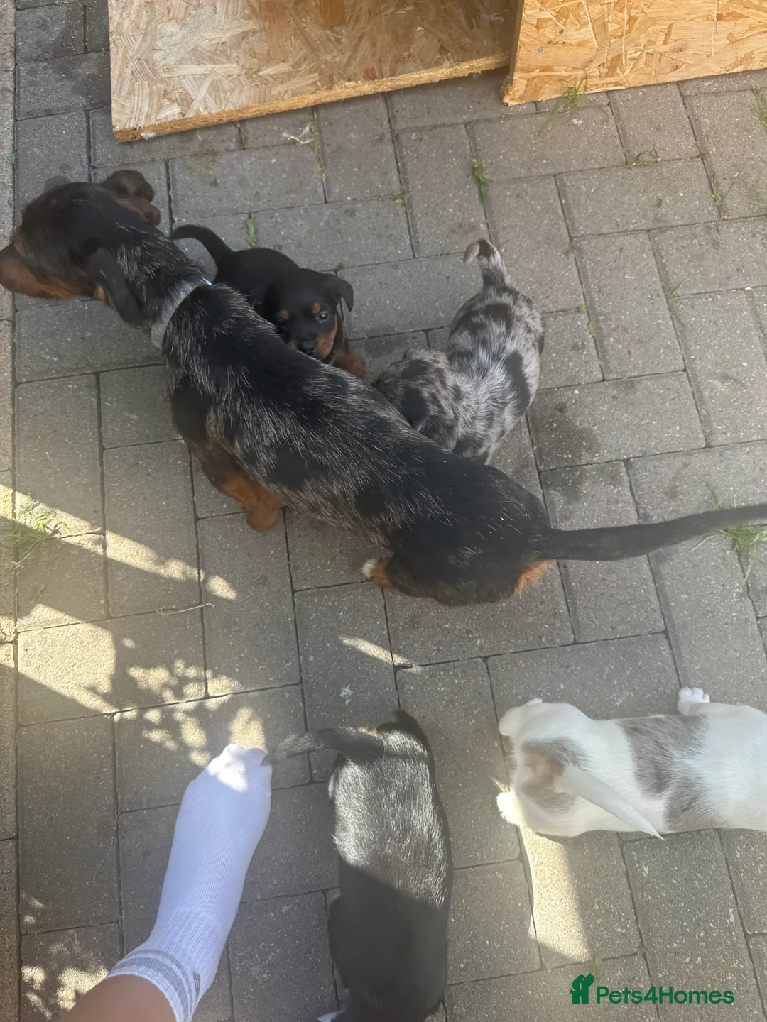 Mixed Breed dogs for sale: Dachshund puppies  in Birmingham - Advert 1