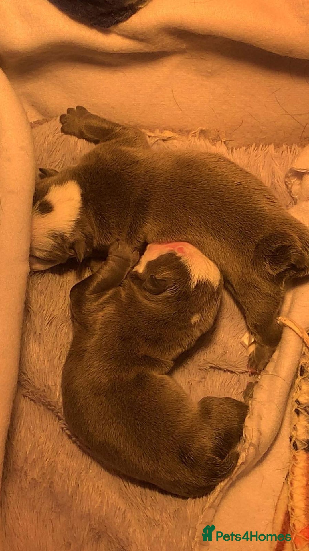 English Bulldog dogs for sale: Winnies babies - Image 3