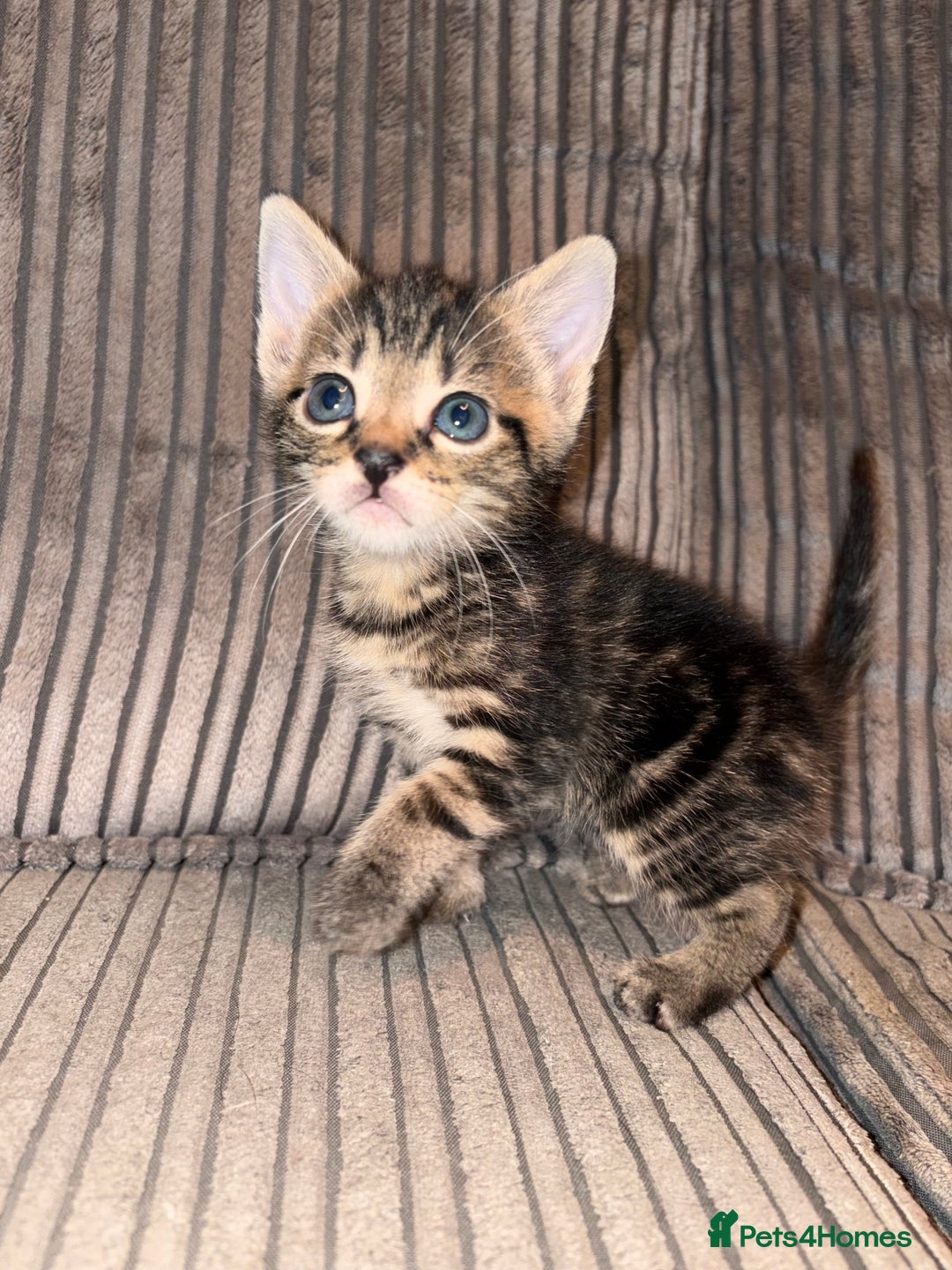 Domestic Shorthair cats for sale: 4 gorgeous Tabby kittens ready 26-1-26 - Advert 18