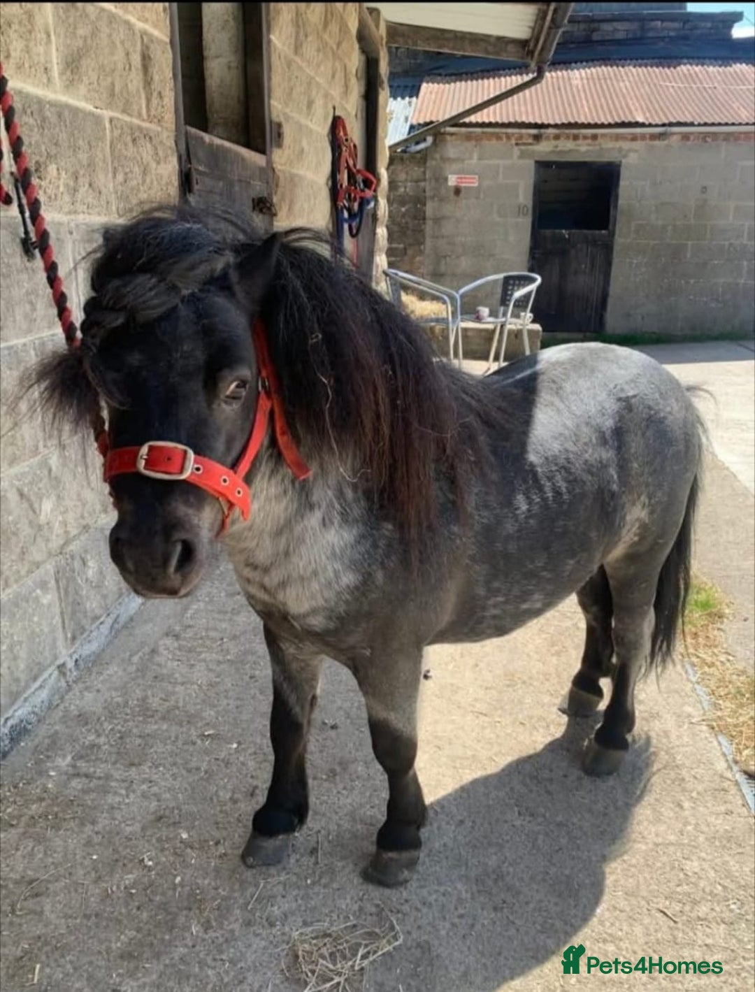 Shetland pony horses for sale: Beautiful 7,2h Mini shetland Gelding  - Image 4