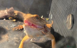 Bearded Dragon reptiles for sale: Male breaded dragon 1 year old - Image 2