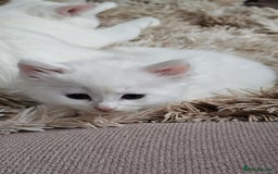 Mixed Breed cats for sale: 7 gorgeous cuties - Image 13