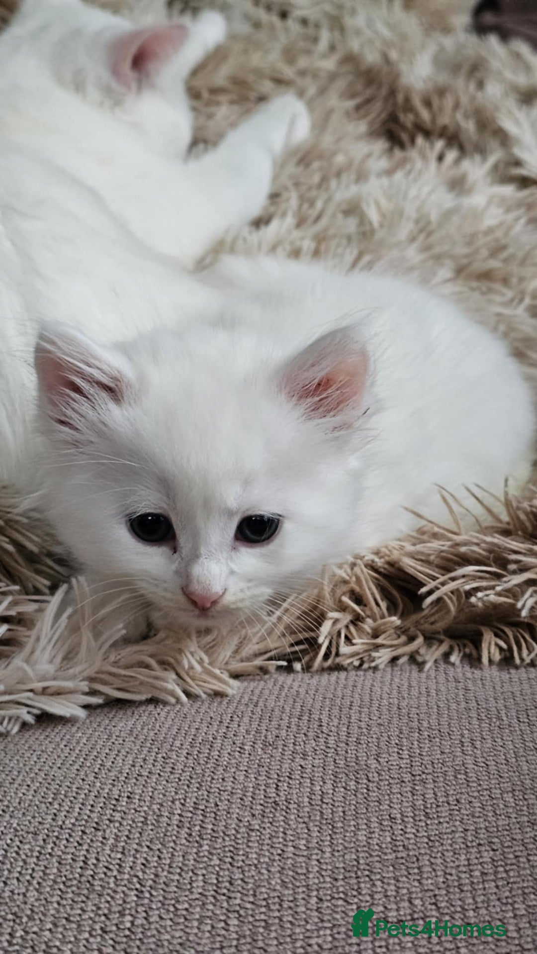 Mixed Breed cats for sale: 7 gorgeous cuties - Image 13