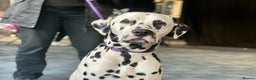 Dalmatian dogs for stud: Health tested, tv and advert star Dalmatian   in Aberdare - Advert 3