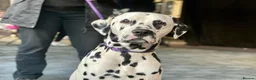 Dalmatian dogs for stud: Health tested, tv and advert star Dalmatian   in Aberdare - Advert 4