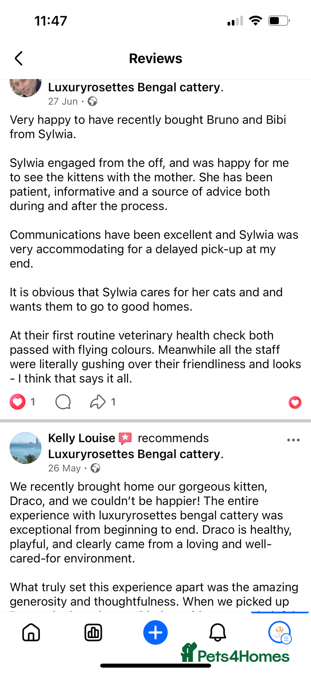 Bengal cats for sale: Champion bloodline Bengal kittens - Advert 29