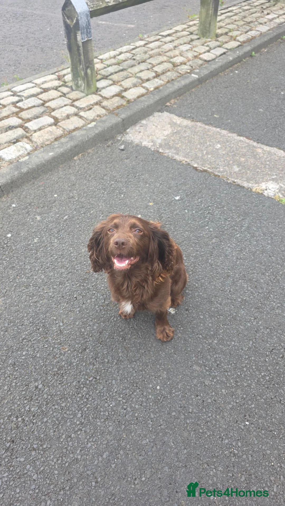 Cocker Spaniel dogs for sale: black female cocker  - Advert 12