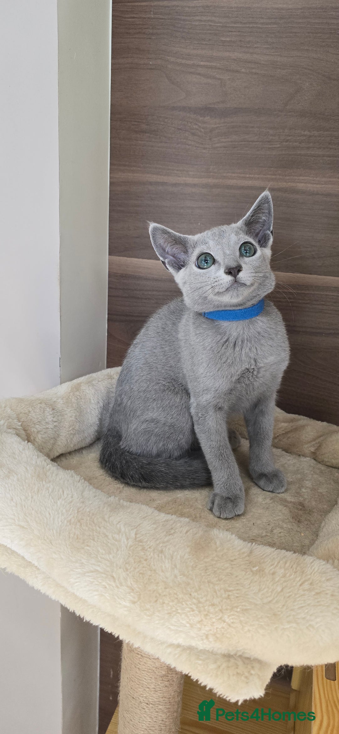 Russian Blue cats for sale: Russian Blue kittens Tica registered  - Image 8