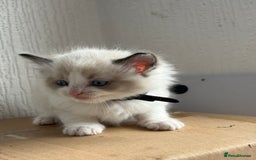 Ragdoll cats for sale: 💗 Our princess belle had 5 new kittens 💗 - Image 14
