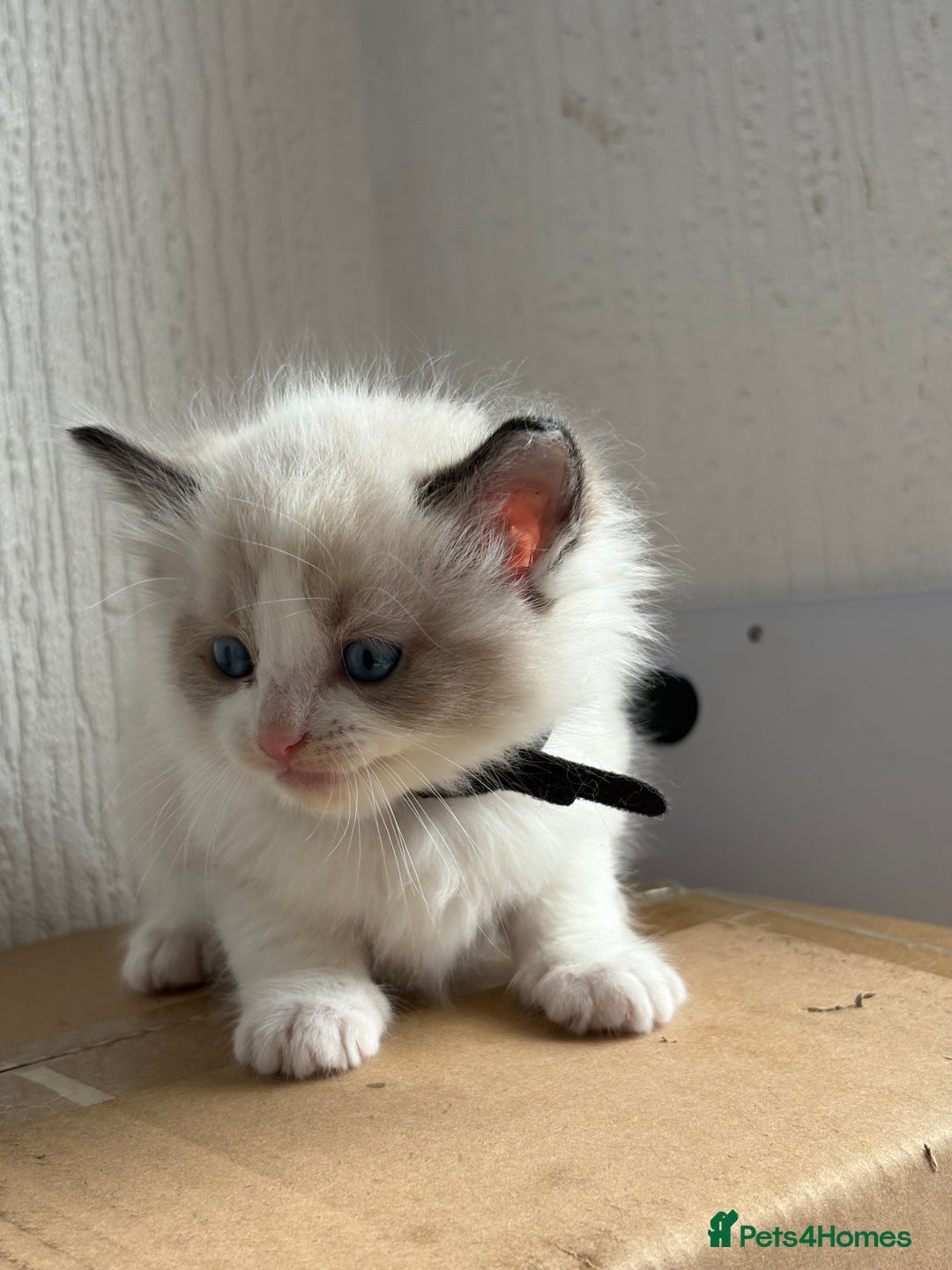 Ragdoll cats for sale: 💗 Our princess belle had 5 new kittens 💗 - Image 14