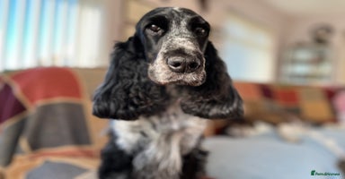 Cocker Spaniel dogs 🌟 Stunning KC Reg Show Type Cocker Spaniels 🌟 - Advert 1