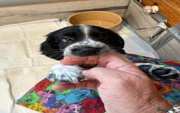 Cocker Spaniel dogs for sale: AMAZING COCKER SPANIEL PUPPIES READY NOW!  - Image 4