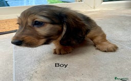Miniature Dachshund dogs for sale: KC Reg long hair mini dachshunds “Ready now” - Image 17