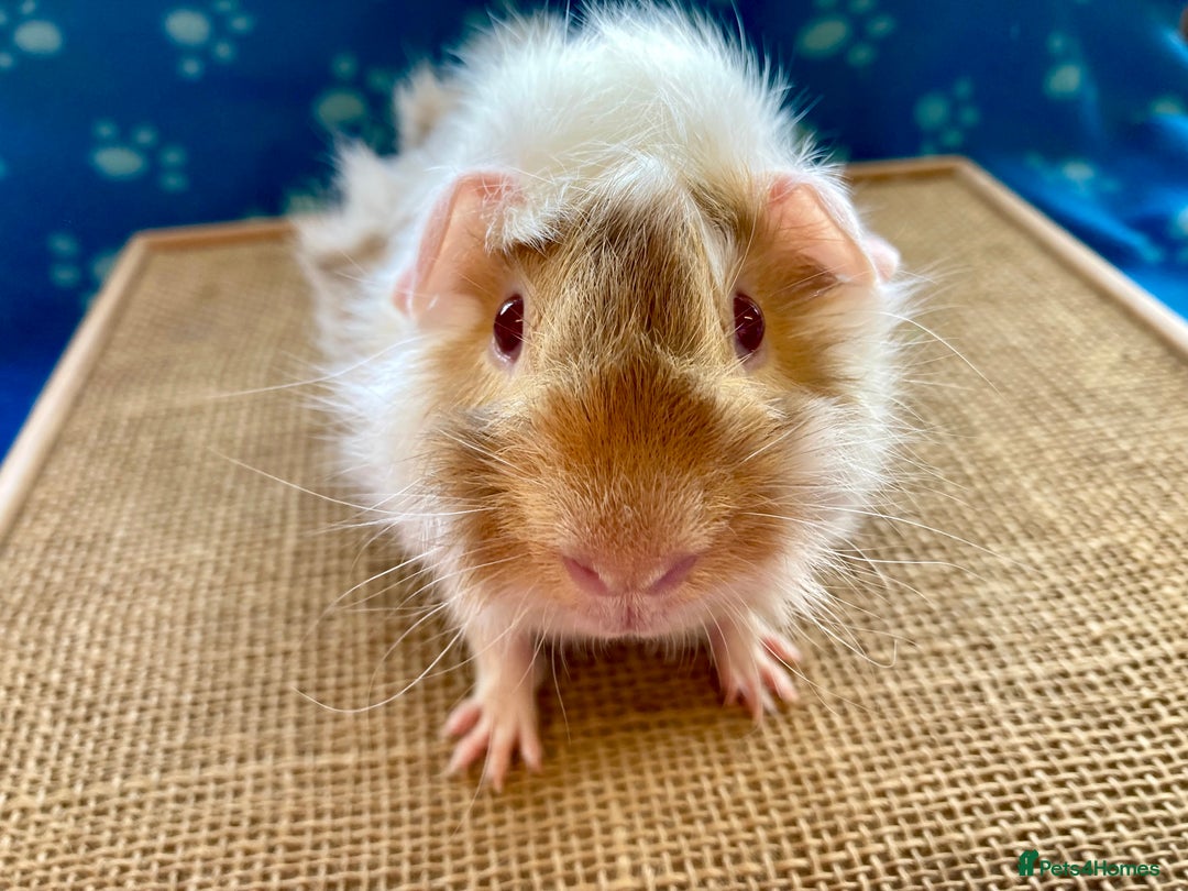 Guinea Pig rodents for sale: Beautiful baby boar Guinea pigs  - Image 8