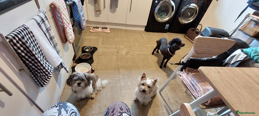 Shorkie dogs for sale: Mother and son for rehoming not puppies.  - Advert 5