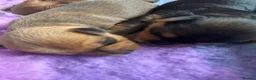 Jack Russell dogs for sale: Gorgeous Health Tested Home Bred pups - Advert 21