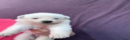 White Swiss Shepherd dogs for sale: 🏆KC WSS Champion Bloodline stunning puppies - Advert 27