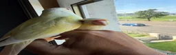 Conures birds for sale: Green check conures tamed - Advert 3