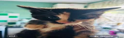 Mixed Breed cats for sale: six lovely kittens ready this weekend  in Bradford - Advert 10