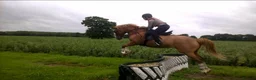 British Warmblood horses for sale: Warmblood X - Advert 8