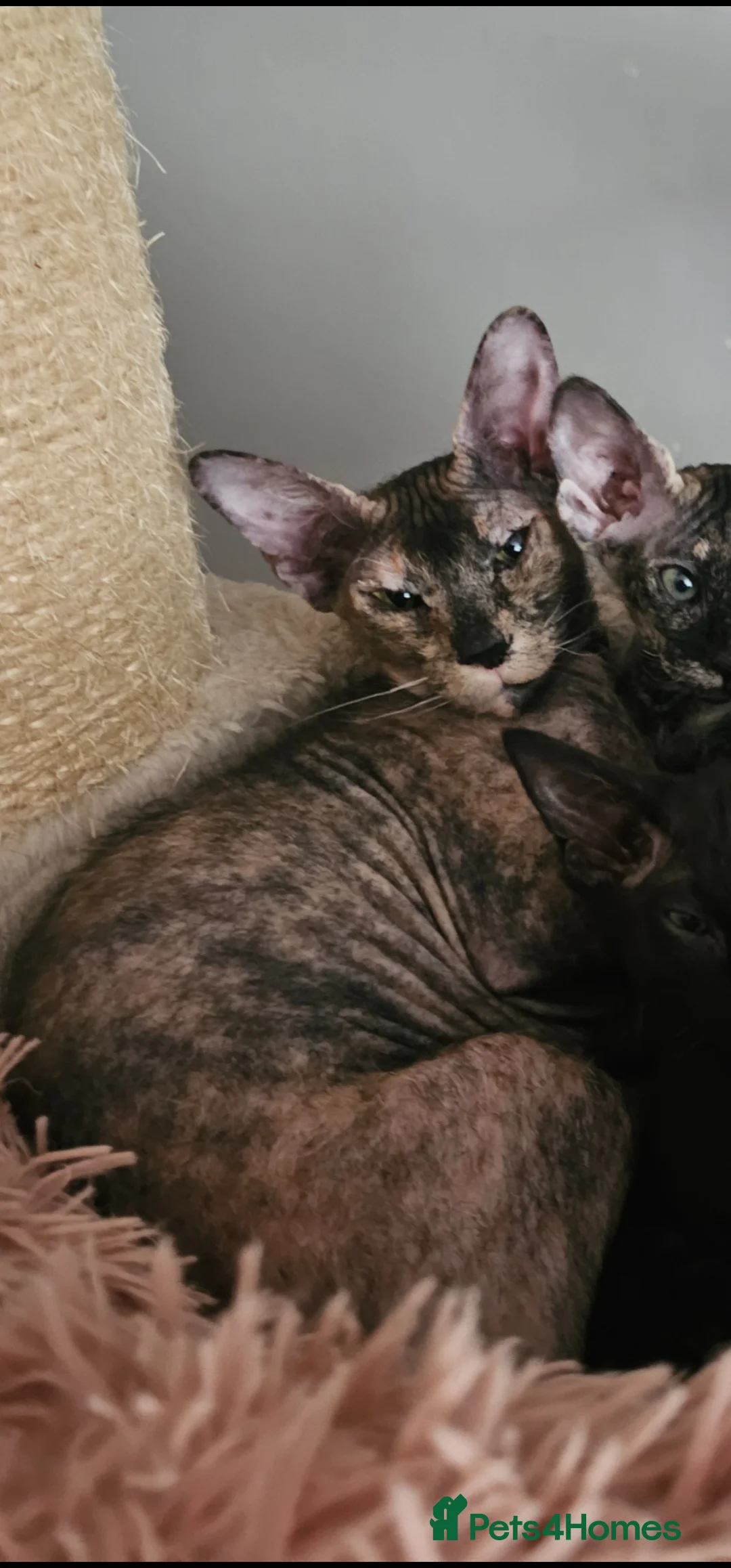 Siamese cats for sale: Female cats Siamese and siamese x sphynx - Advert 2