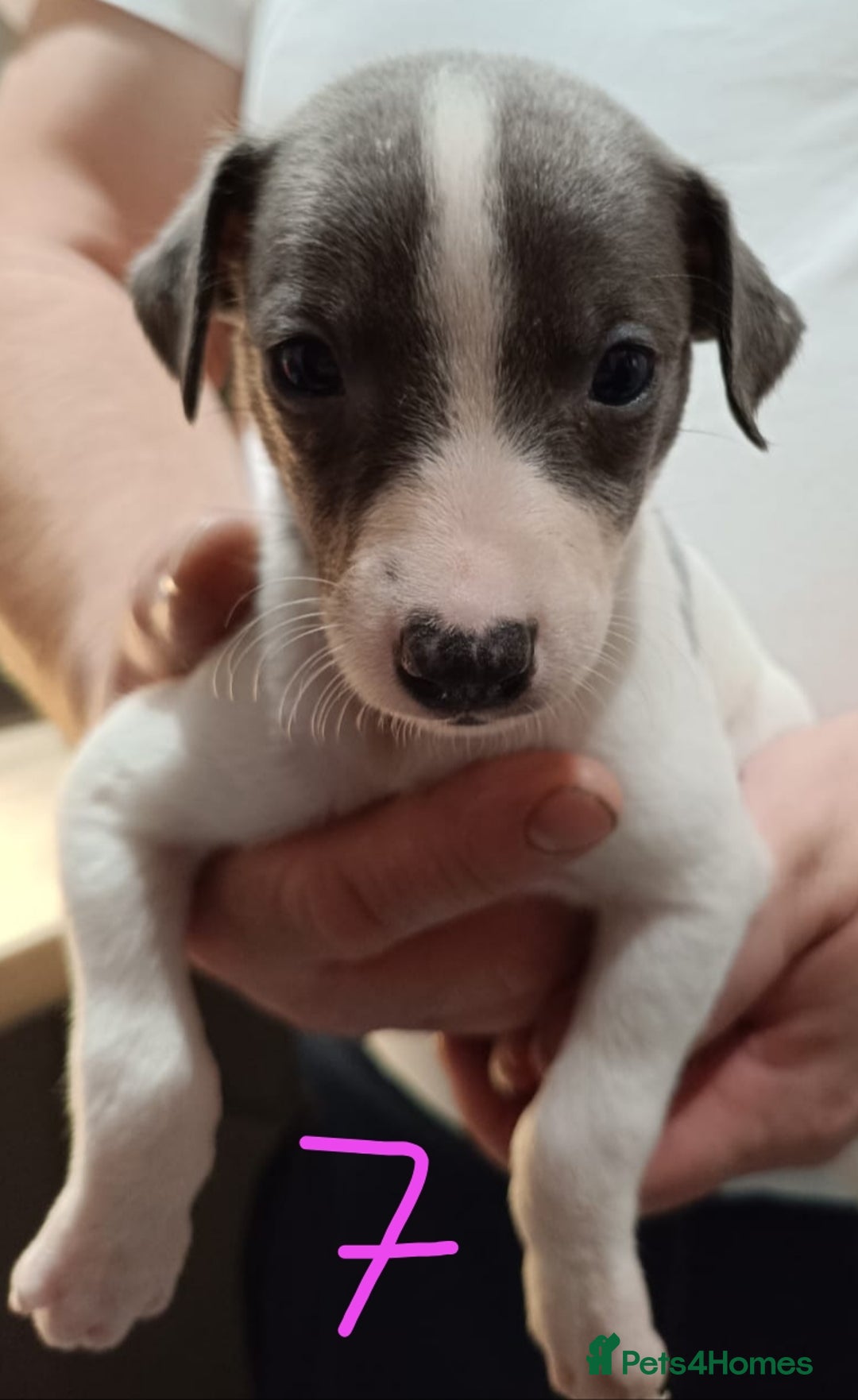 Whippet dogs for sale: Beautiful litter of Whippets - Image 12