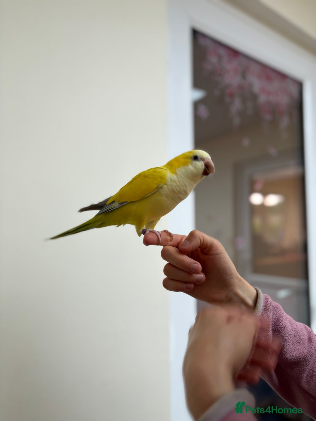 Parrots birds for sale: Hand reared baby quaker - Image 10