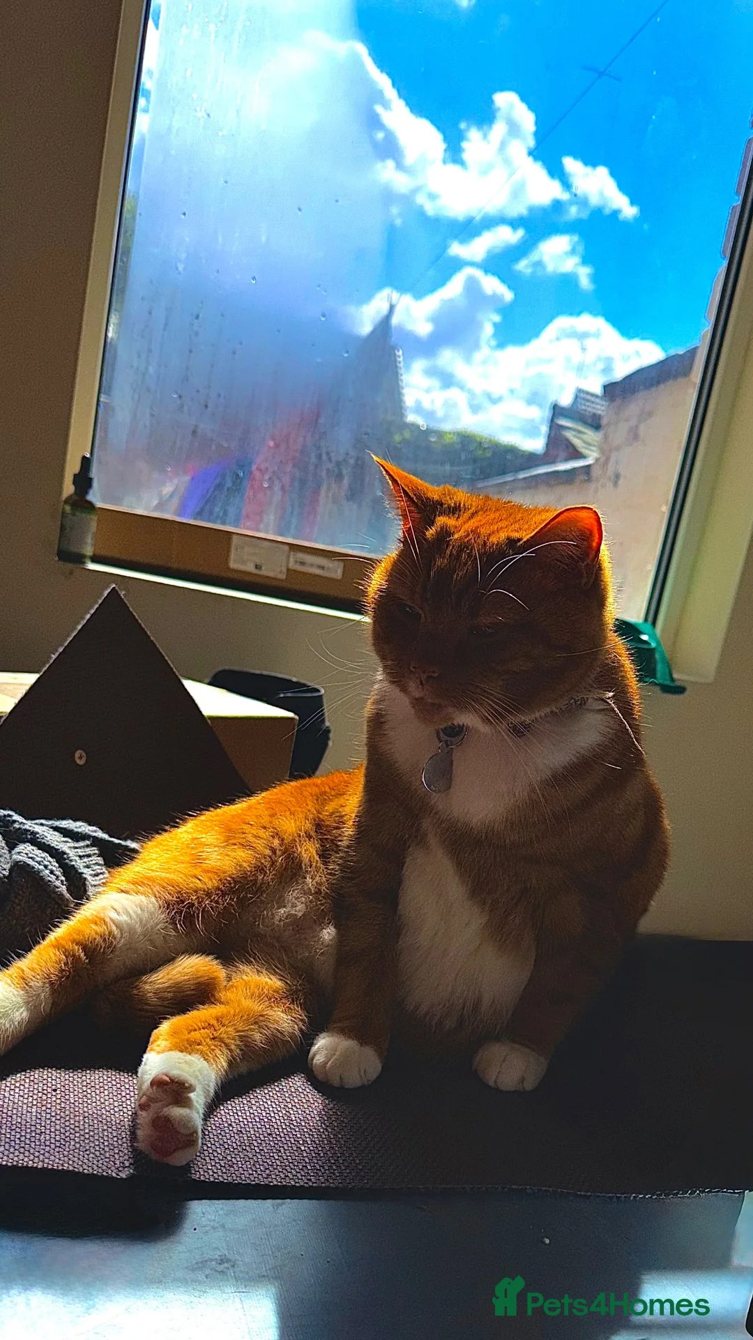 Mixed Breed cats for sale: Ernie 8 years old  - Advert 2
