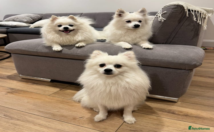 Pomeranian dogs - Advert 6