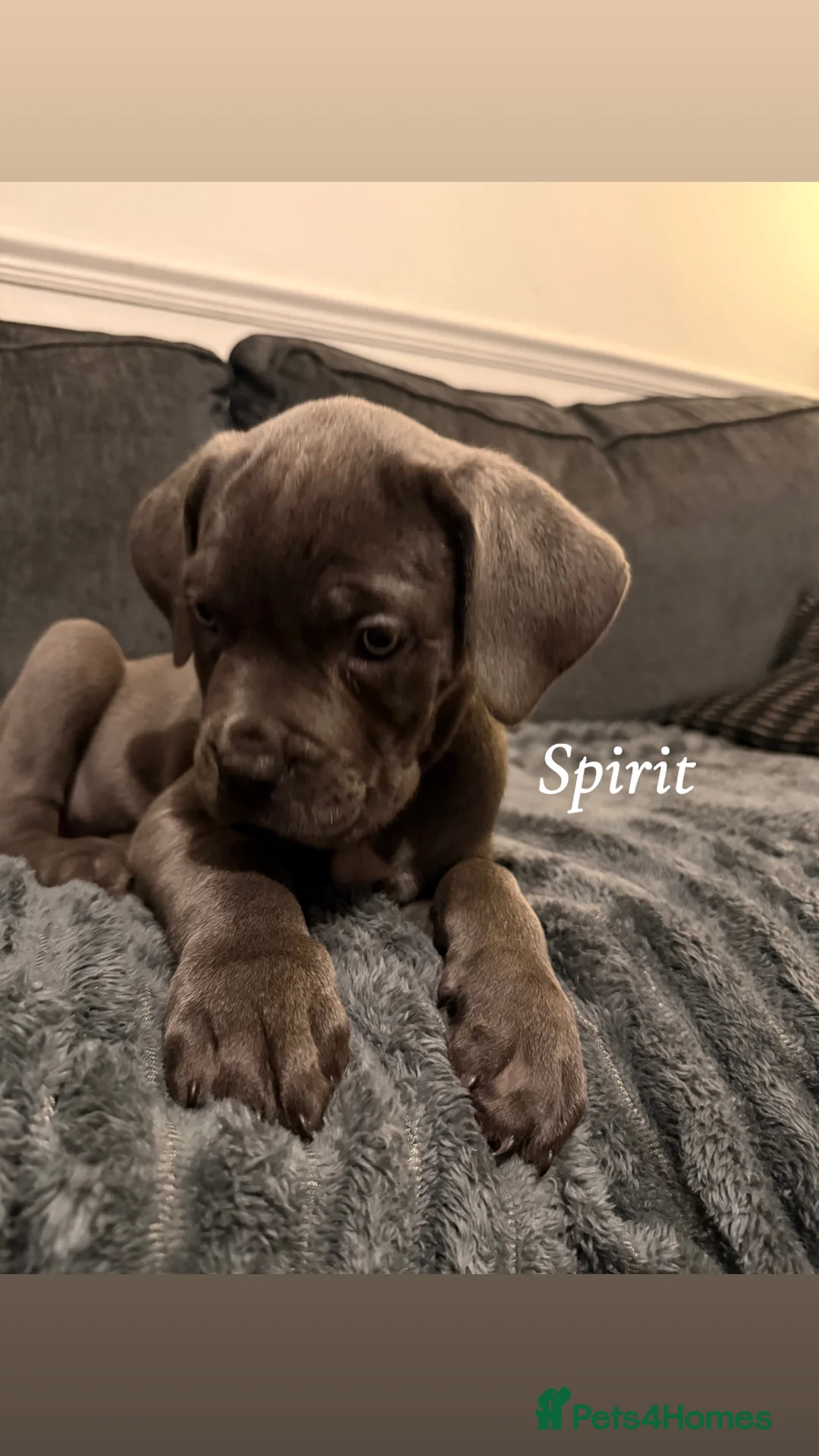 Cane Corso dogs for sale: Blue/lilac cane corsos  - Advert 3