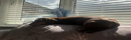 Miniature Dachshund dogs for sale: 2 miniatures  in Warrington - Advert 2
