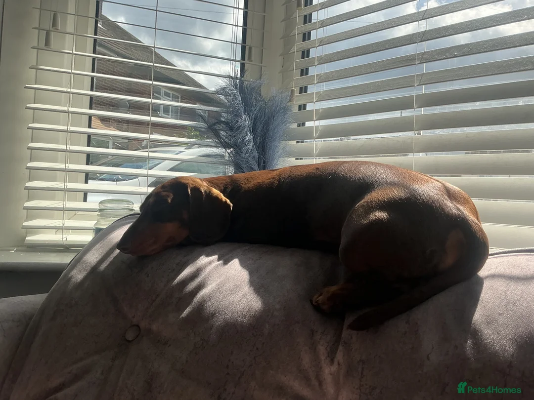 Miniature Dachshund dogs for sale: 2 miniatures  in Warrington - Advert 2