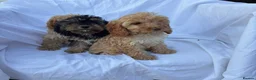 Cockapoo dogs for sale: Gorgeous cockatoo puppies - Advert 10