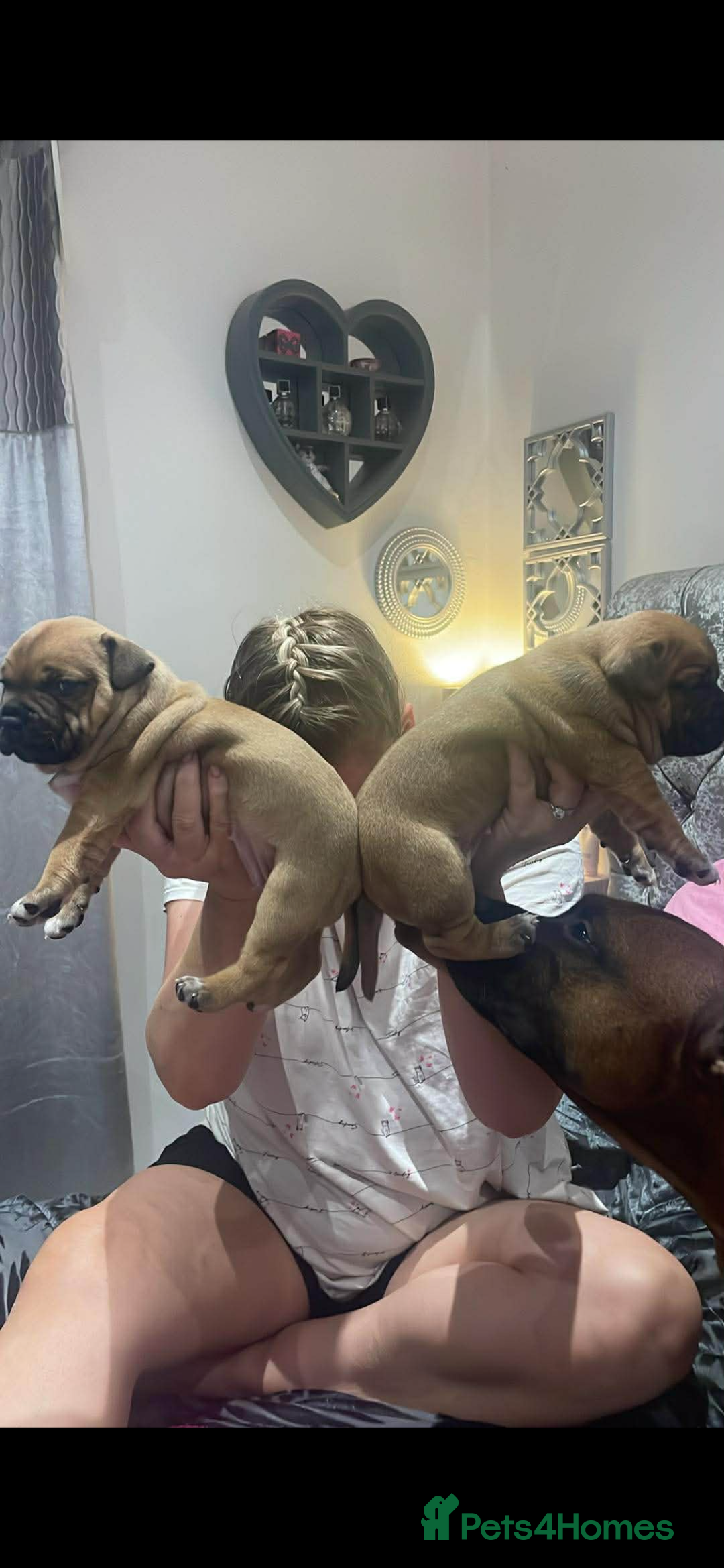 Staffordshire Bull Terrier dogs for sale: Beautiful chunky red staffys  - Advert 16