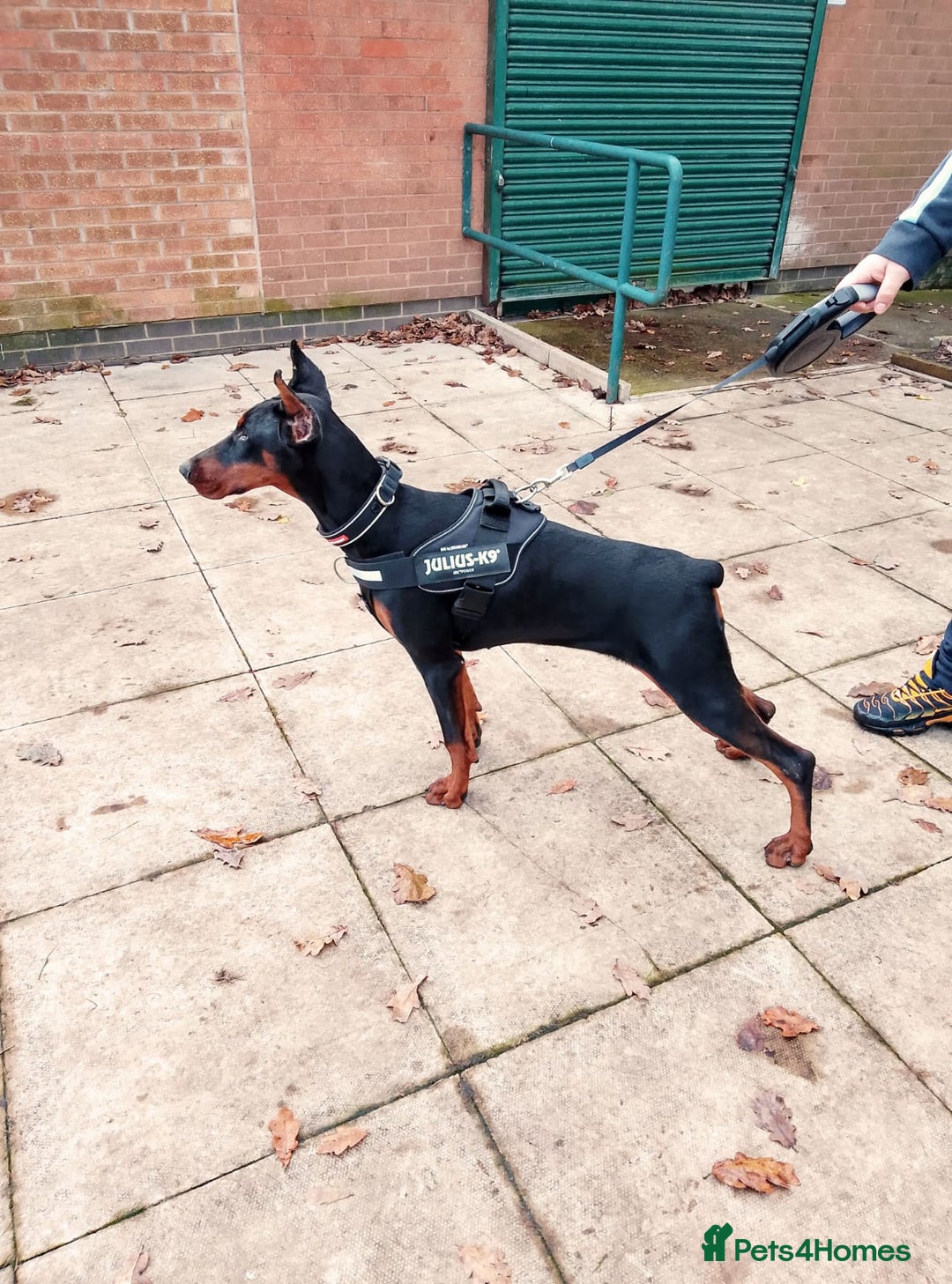 Dobermann dogs for sale: European import un-nuetered dobermann female, - Advert 5