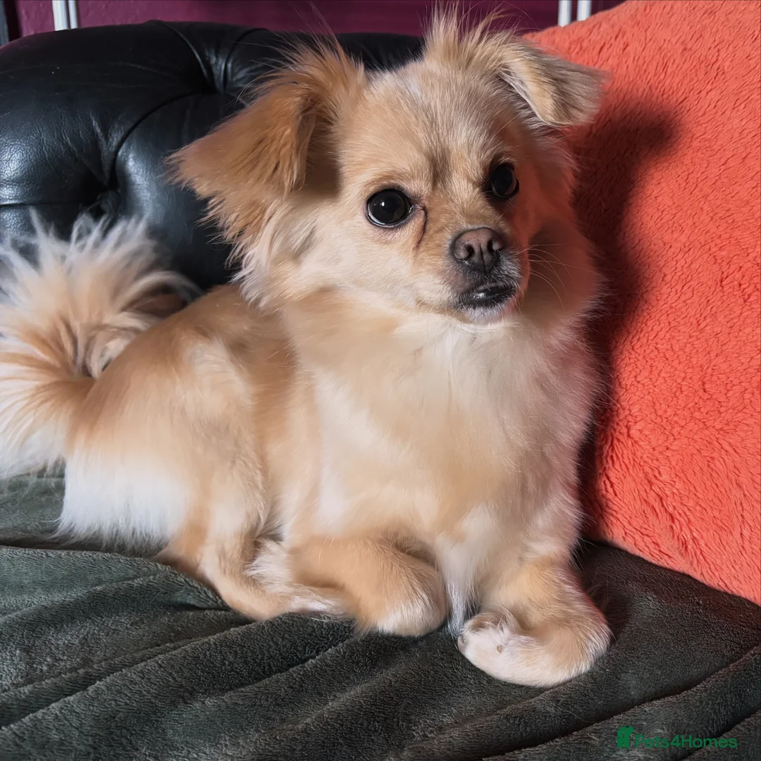 Mixed Breed dogs for sale: Dolly the chihuahua  in Rotherham - Advert 1