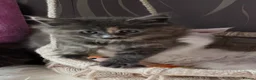 Maine Coon cats for sale: Kitten  - Advert 4